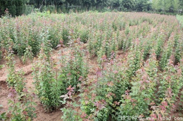 <a href='http://m.wuzhouwash.com/linmuzhongzi/1746.html' target='_blank'>三角楓種子</a>