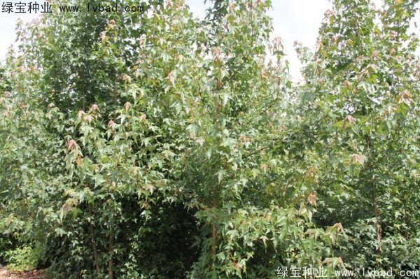 <a href='http://m.wuzhouwash.com/linmuzhongzi/1746.html' target='_blank'>三角楓種子</a>