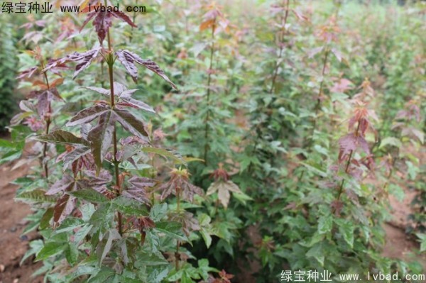 <a href='http://m.wuzhouwash.com/linmuzhongzi/1746.html' target='_blank'>三角楓</a><a href='http://m.wuzhouwash.com/' target='_blank'>種子</a>