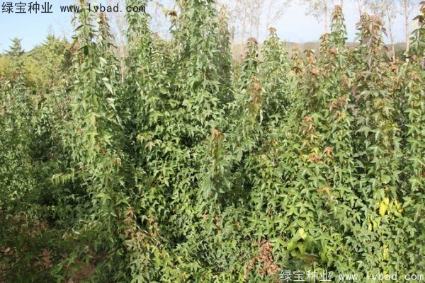 <a href='http://m.wuzhouwash.com/linmuzhongzi/1746.html' target='_blank'>三角楓種子</a>