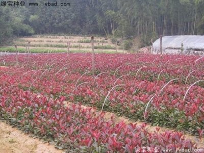紅葉石楠種子