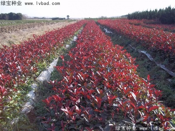 <a href='http://m.wuzhouwash.com/linmuzhongzi/1747.html' target='_blank'>紅葉石楠種子</a>