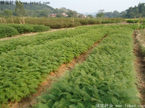 <a href='http://m.wuzhouwash.com/linmuzhongzi/1748.html' target='_blank'>藍花楹</a><a href='http://m.wuzhouwash.com/' target='_blank'>種子</a>