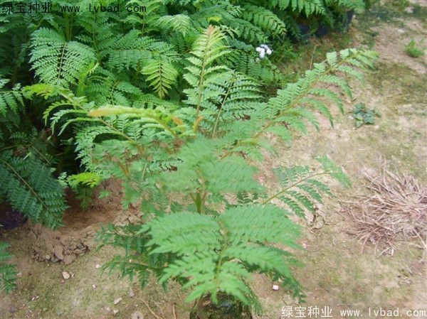 <a href='http://m.wuzhouwash.com/linmuzhongzi/1748.html' target='_blank'>藍花楹種子</a>