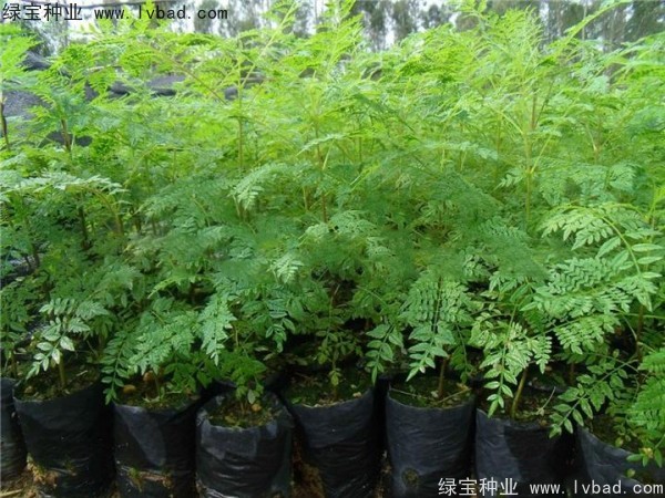 藍花楹<a href='http://m.wuzhouwash.com/' target='_blank'>種子</a>