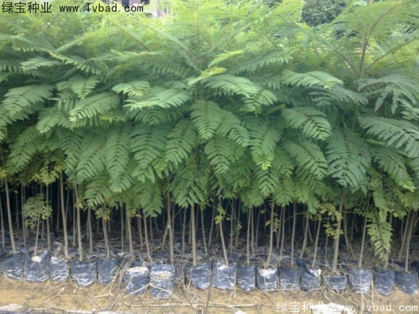 <a href='http://m.wuzhouwash.com/linmuzhongzi/1748.html' target='_blank'>藍花楹種子</a>
