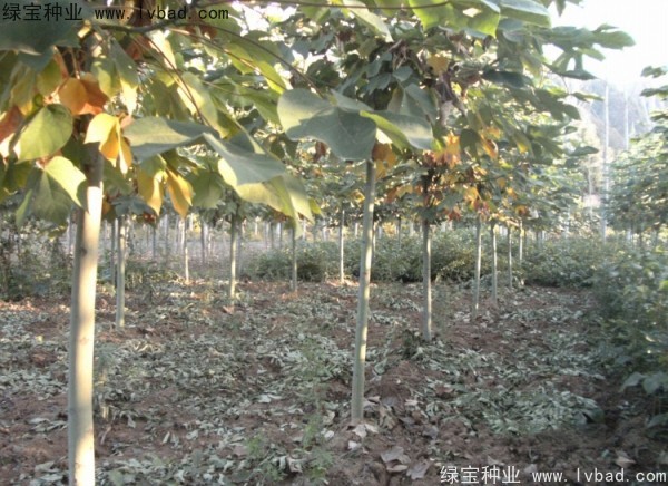 <a href='http://m.wuzhouwash.com/linmuzhongzi/1749.html' target='_blank'>青桐種子</a>