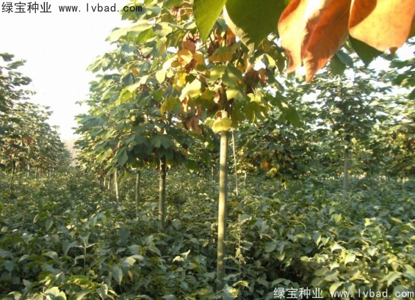 <a href='http://m.wuzhouwash.com/linmuzhongzi/1749.html' target='_blank'>青桐種子</a>
