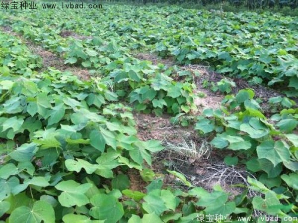 <a href='http://m.wuzhouwash.com/linmuzhongzi/1749.html' target='_blank'>青桐種子</a>