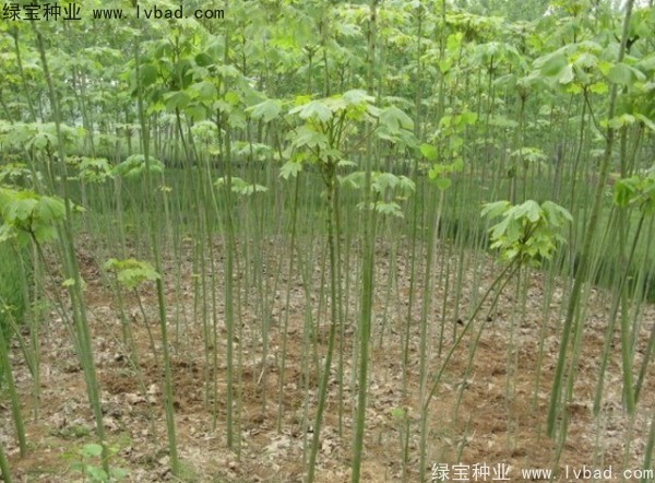 青桐種子