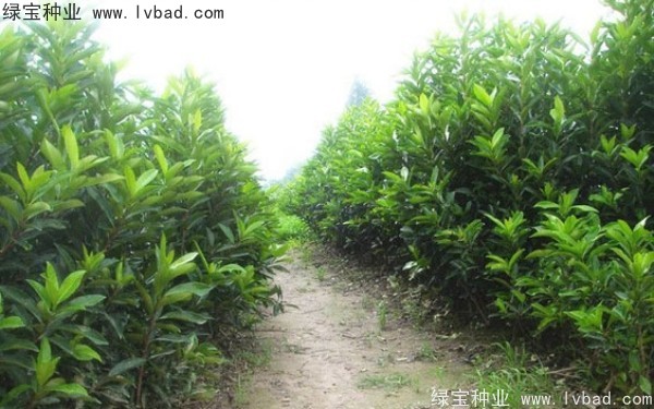 <a href='http://m.wuzhouwash.com/linmuzhongzi/1750.html' target='_blank'>法國冬青</a><a href='http://m.wuzhouwash.com/' target='_blank'>種子</a>
