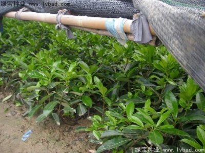 法國(guó)冬青種子