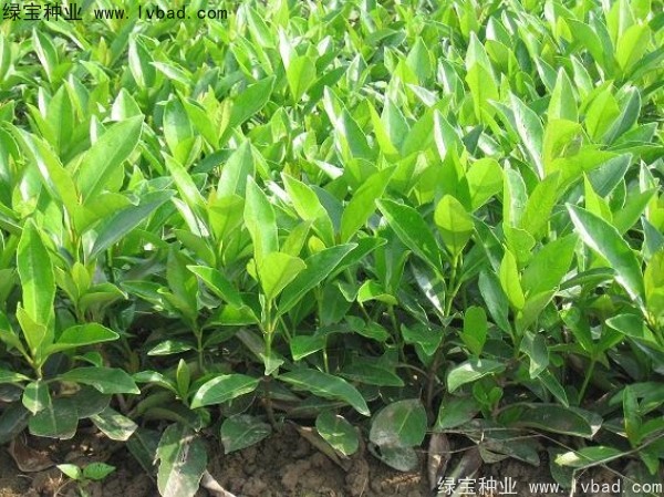 法國冬青<a href='http://m.wuzhouwash.com/' target='_blank'>種子</a>