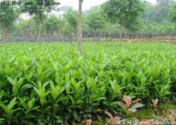 <a href='http://m.wuzhouwash.com/linmuzhongzi/1750.html' target='_blank'>法國冬青種子</a>