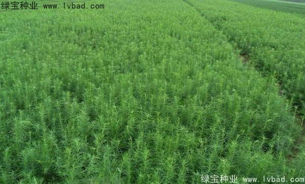 <a href='http://m.wuzhouwash.com/linmuzhongzi/1751.html' target='_blank'>落葉松種子</a>