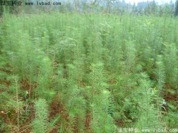落葉松<a href='http://m.wuzhouwash.com/' target='_blank'>種子</a>