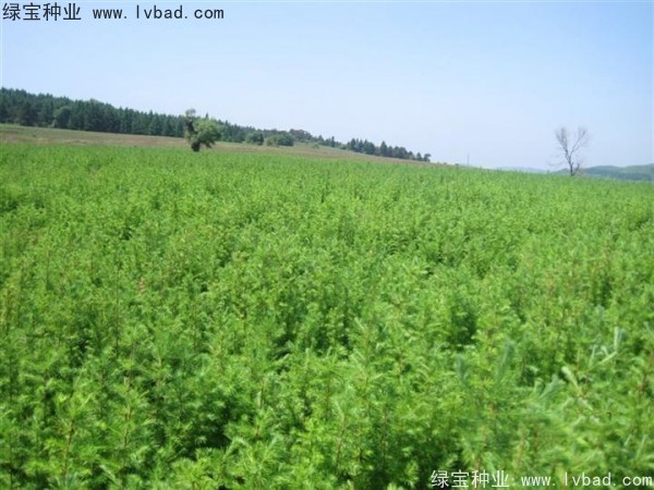 落葉松<a href='http://m.wuzhouwash.com/' target='_blank'>種子</a>