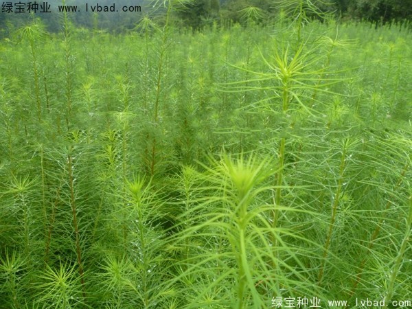 落葉松<a href='http://m.wuzhouwash.com/' target='_blank'>種子</a>