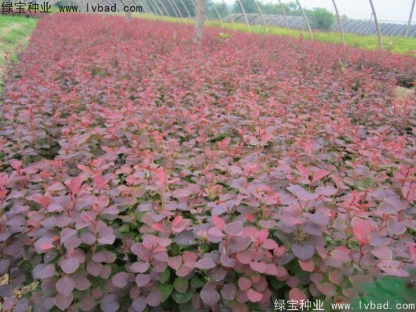 紅葉小檗<a href='http://m.wuzhouwash.com/' target='_blank'>種子</a>