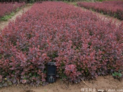 紅葉小檗種子
