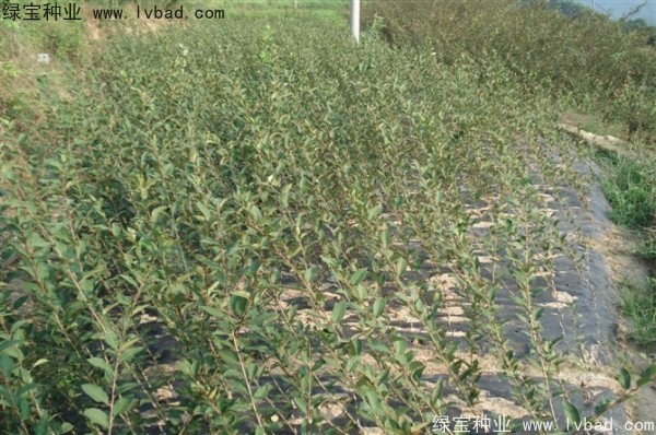 <a href='http://m.wuzhouwash.com/linmuzhongzi/1754.html' target='_blank'>垂絲海棠種子</a>