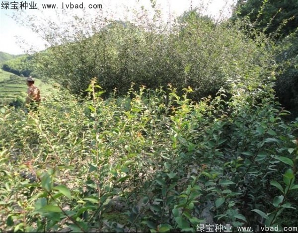 <a href='http://m.wuzhouwash.com/linmuzhongzi/1754.html' target='_blank'>垂絲海棠種子</a>