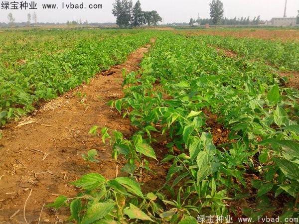 <a href='http://m.wuzhouwash.com/linmuzhongzi/1755.html' target='_blank'>樸樹(shù)種子</a>