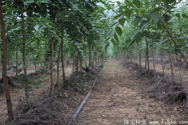 <a href='http://m.wuzhouwash.com/linmuzhongzi/1755.html' target='_blank'>樸樹(shù)種子</a>