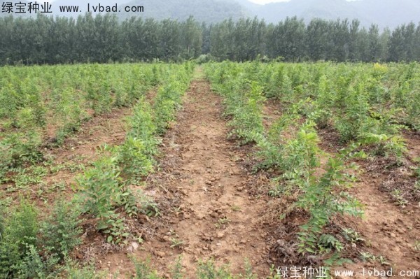 <a href='http://m.wuzhouwash.com/linmuzhongzi/1755.html' target='_blank'>樸樹(shù)</a><a href='http://m.wuzhouwash.com/' target='_blank'>種子</a>