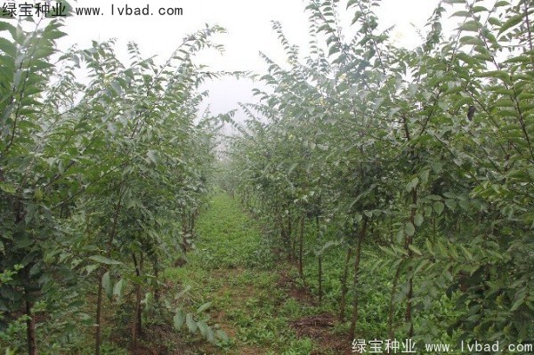 <a href='http://m.wuzhouwash.com/linmuzhongzi/1755.html' target='_blank'>樸樹(shù)種子</a>