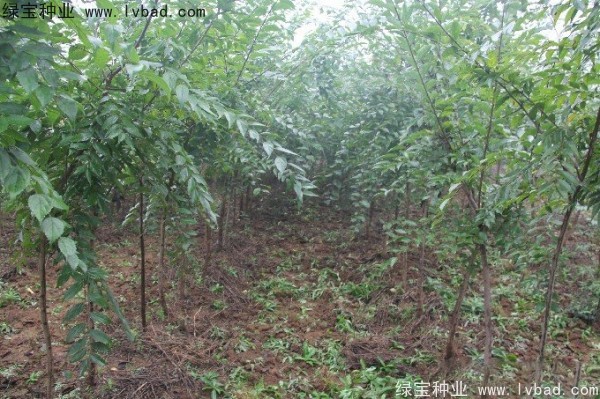 樸樹(shù)<a href='http://m.wuzhouwash.com/' target='_blank'>種子</a>