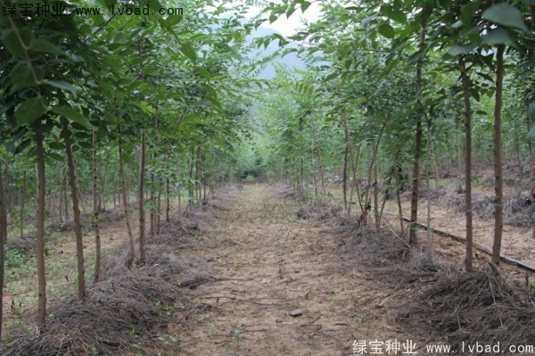 <a href='http://m.wuzhouwash.com/linmuzhongzi/1755.html' target='_blank'>樸樹(shù)</a><a href='http://m.wuzhouwash.com/' target='_blank'>種子</a>
