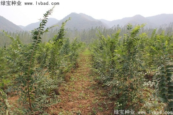 樸樹(shù)種子