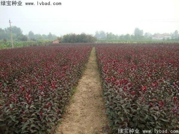 <a href='http://m.wuzhouwash.com/linmuzhongzi/1756.html' target='_blank'>紅葉李種子</a>