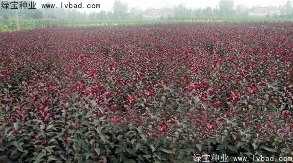 紅葉李<a href='http://m.wuzhouwash.com/' target='_blank'>種子</a>