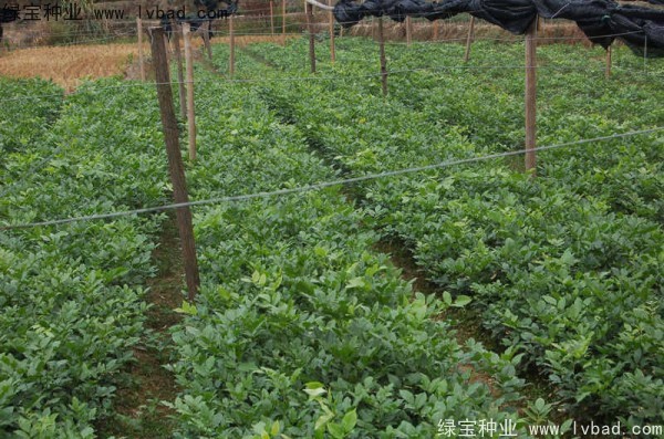 黃花梨<a href='http://m.wuzhouwash.com/' target='_blank'>種子</a>