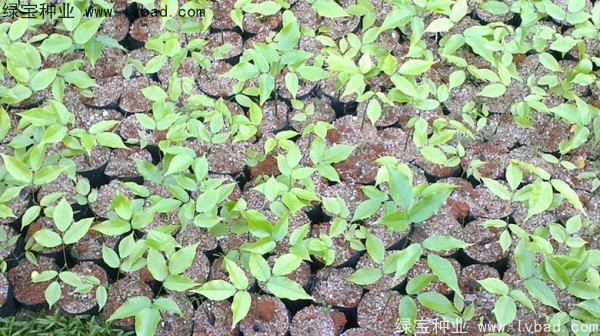 <a href='http://m.wuzhouwash.com/linmuzhongzi/1757.html' target='_blank'>黃花梨種子</a>