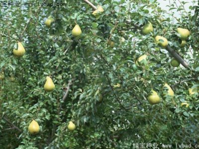 黃花梨種子