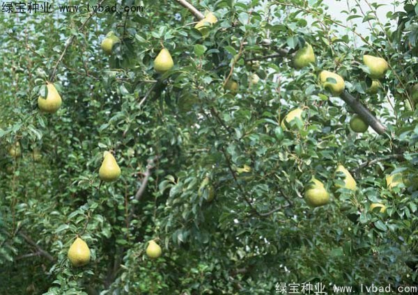 黃花梨<a href='http://m.wuzhouwash.com/' target='_blank'>種子</a>