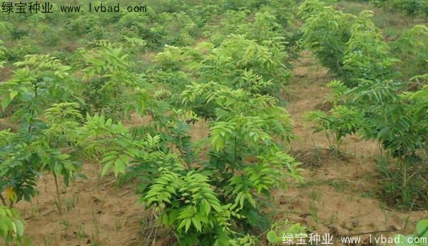 黃花梨種子