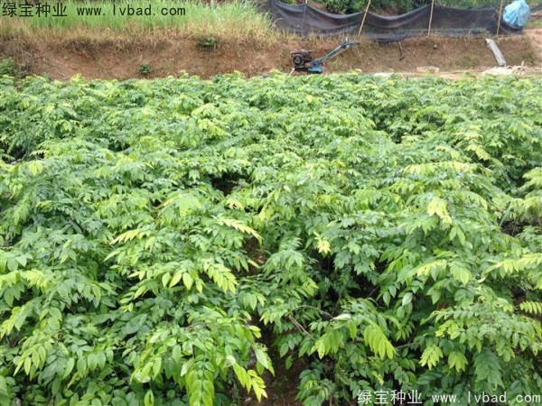 黃花梨種子