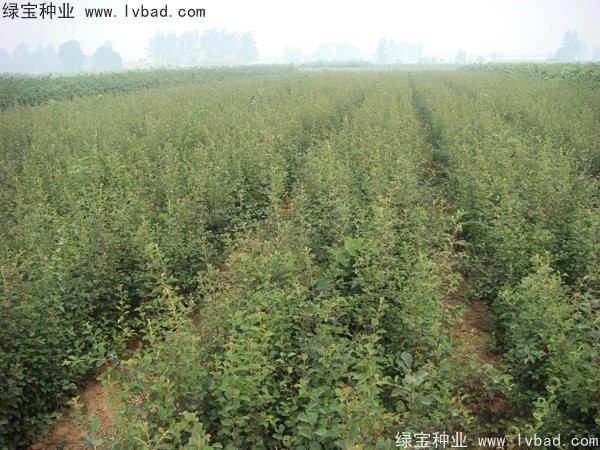 <a href='http://m.wuzhouwash.com/linmuzhongzi/1758.html' target='_blank'>木瓜樹(shù)種子</a>