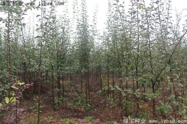 <a href='http://m.wuzhouwash.com/linmuzhongzi/1758.html' target='_blank'>木瓜樹(shù)種子</a>