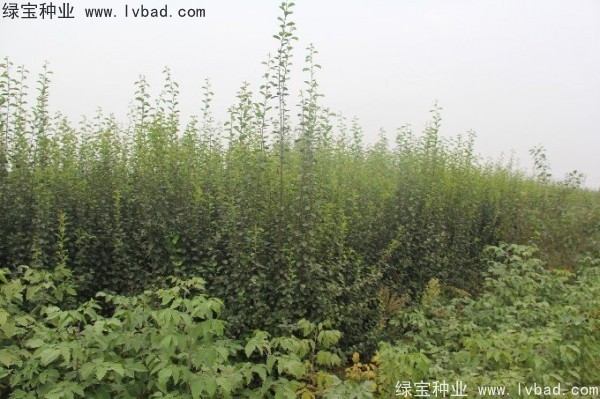 木瓜樹(shù)種子