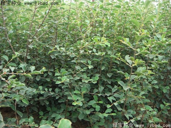 木瓜樹(shù)種子