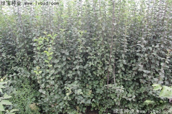 木瓜樹(shù)種子