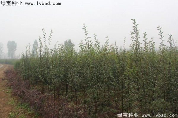 <a href='http://m.wuzhouwash.com/linmuzhongzi/1758.html' target='_blank'>木瓜樹(shù)種子</a>
