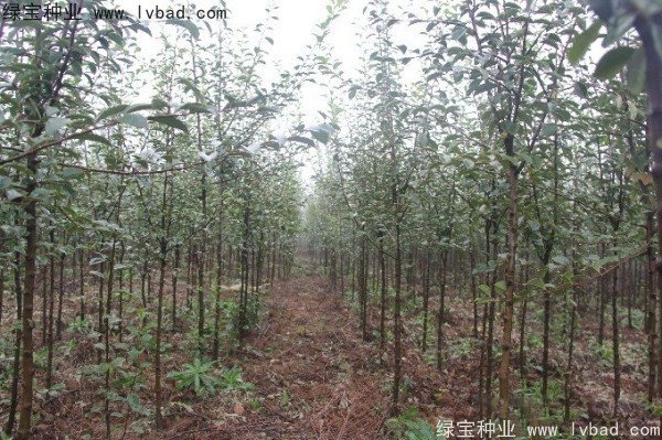 木瓜樹(shù)<a href='http://m.wuzhouwash.com/' target='_blank'>種子</a>
