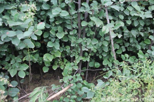 木瓜樹(shù)種子