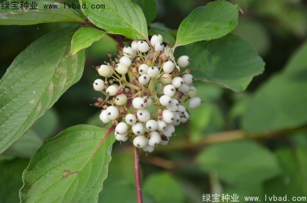 <a href='http://m.wuzhouwash.com/linmuzhongzi/1759.html' target='_blank'>紅瑞木</a><a href='http://m.wuzhouwash.com/' target='_blank'>種子</a>